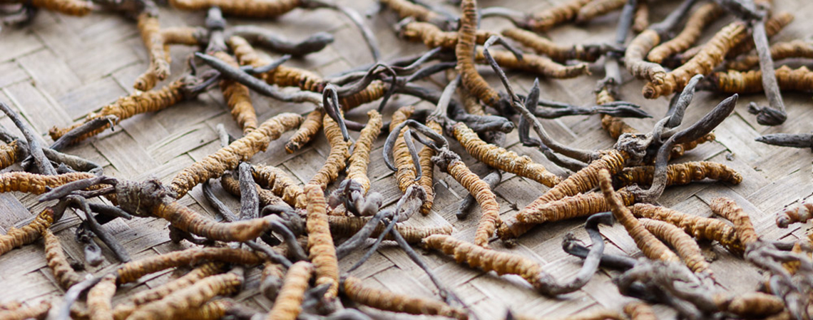 Врачи о кордицепсе