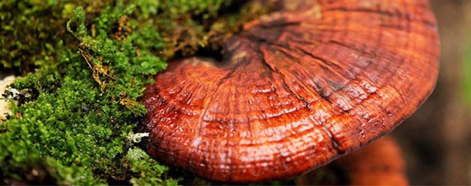 Гриб Рейши (линчжи)