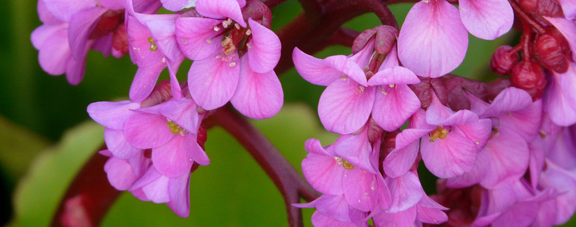 Бадан-бадан