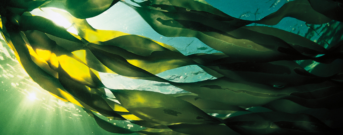 Био-йод - решение проблемы йододефицита